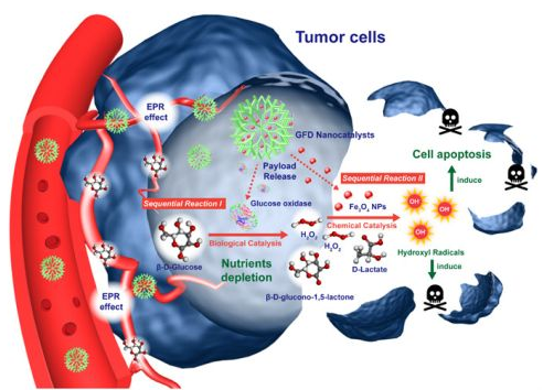 “纳米催化医学”肿瘤安全无毒治疗癌症新策略
