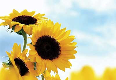 ����˯���ţ�����ʧ����ô�죿